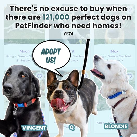 ADOPT DON'T SHOP