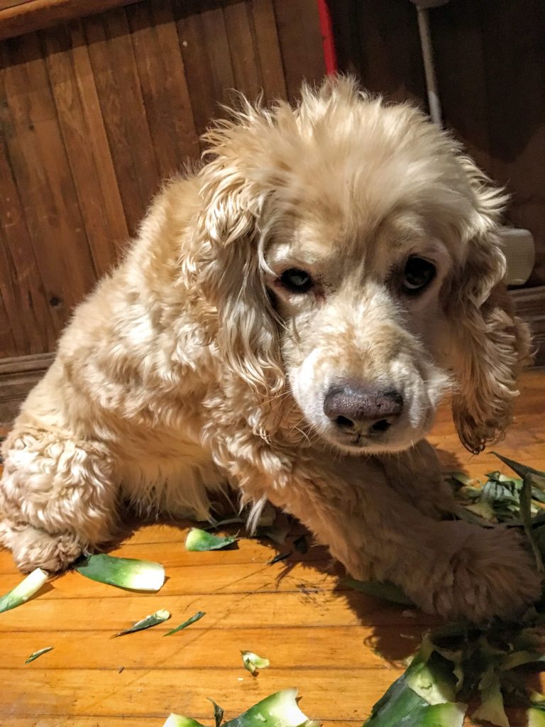 The name is Buddy, but they call me Evīle