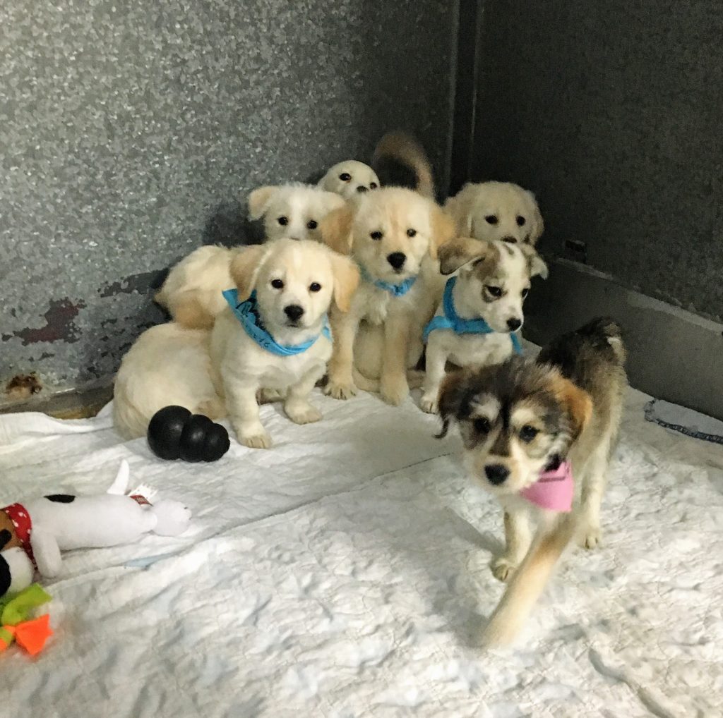 Little Bugs @ SPCA WQ