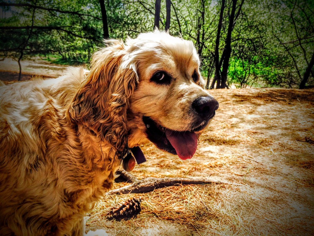 Buddy