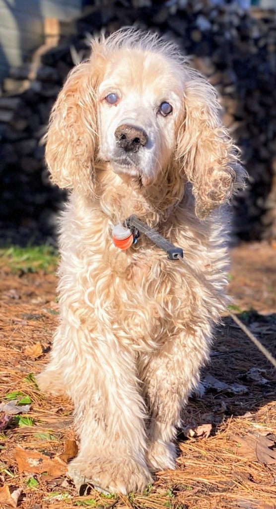 Buddy