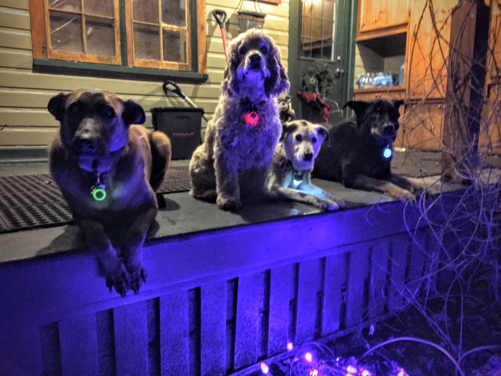 Bambi, Buddy, Pills und Charlie