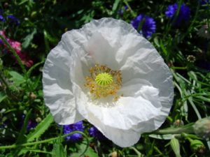 THE WHITE POPPY