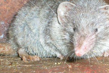 Langya henipavirus