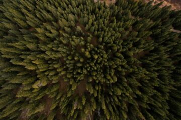 aerial view of pine trees