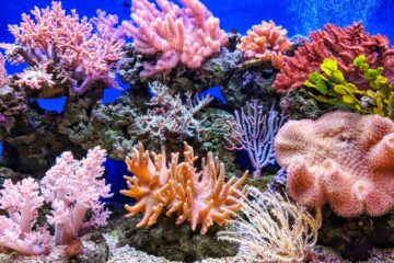 live corals