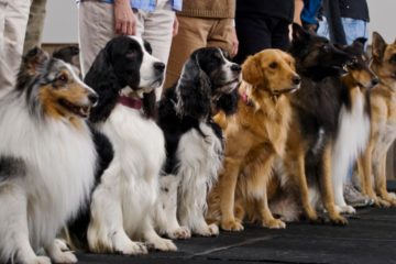 Dog Behaviour Has Little To Do With Breed
