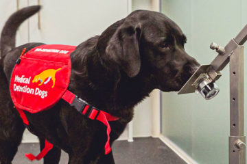 Dogs Can Detect COVID-19