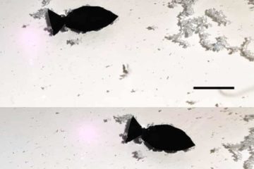Bionic Robo-fish