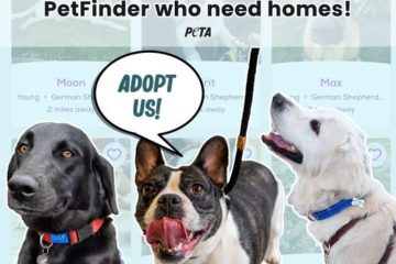 ADOPT DON'T SHOP