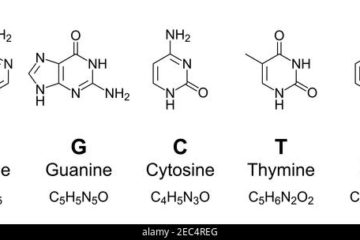 adenine, guanine, cytosine, thymine and uracil