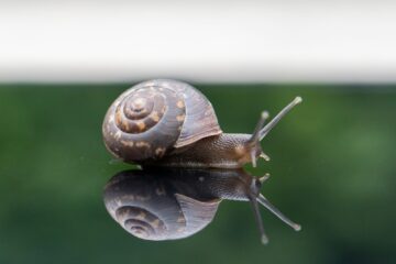 brown snail on green grass during daytime