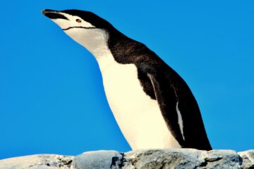 black and white penguin on gray rock during daytime