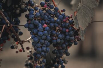 a bunch of grapes hanging from a vine