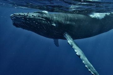 a humpback whale swims under the surface of the water