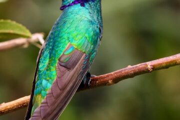 blue and green bird on top of brown branch during daytime