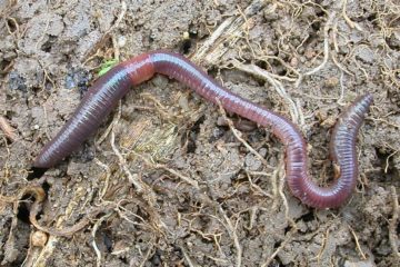 Earthworms