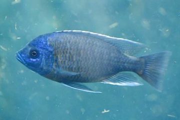 Fish Can Learn Basic Arithmetic