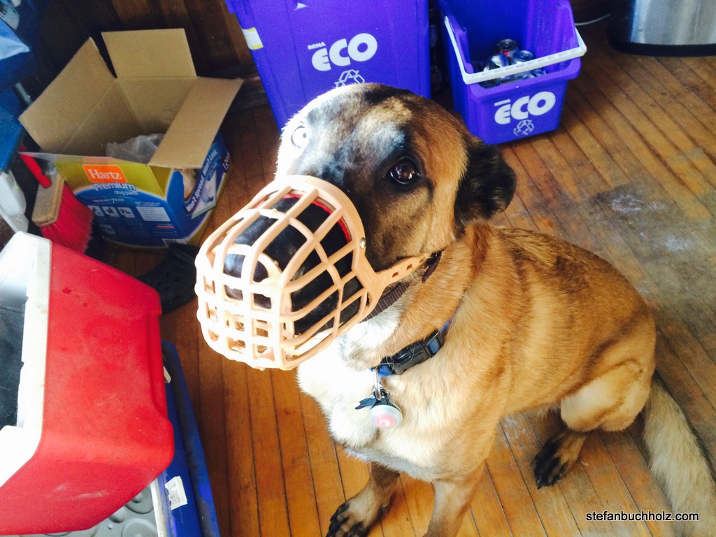 Muselière pour Bambi