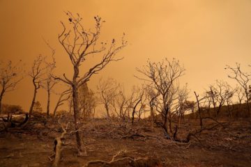 California's Trees Are Dying