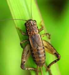 Insects