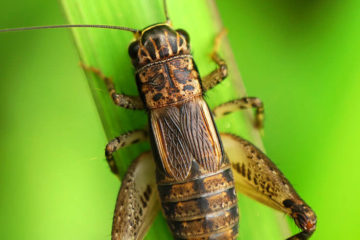 Insects