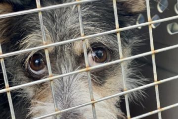 SPCAWQ KY TRANSPORT (10!)