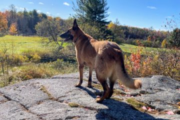 COUNTRY VISIT WITH HOUNDS