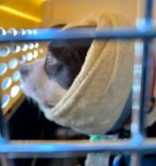 SPCAWQ KY RESCUES (15!)