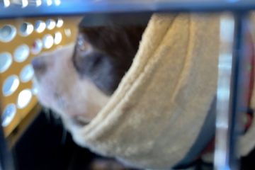 SPCAWQ KY RESCUES (15!)