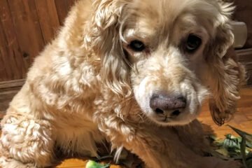 The name is Buddy, but they call me Evīle