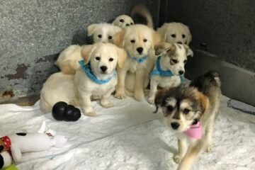 Little Bugs @ SPCA WQ