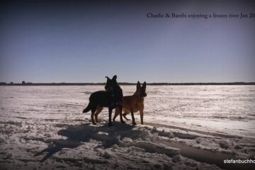Charlie & Bambi enjoying a frozen river Jan 2015.