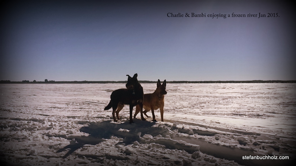 Charlie & Bambi enjoying a frozen river Jan 2015.