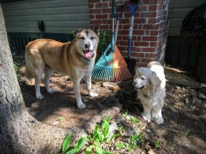 Houdini and Buddy Pose With Rake