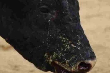 Bullfighting