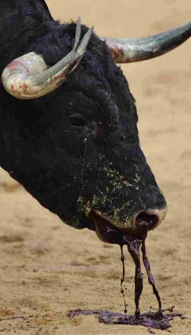 Bullfighting