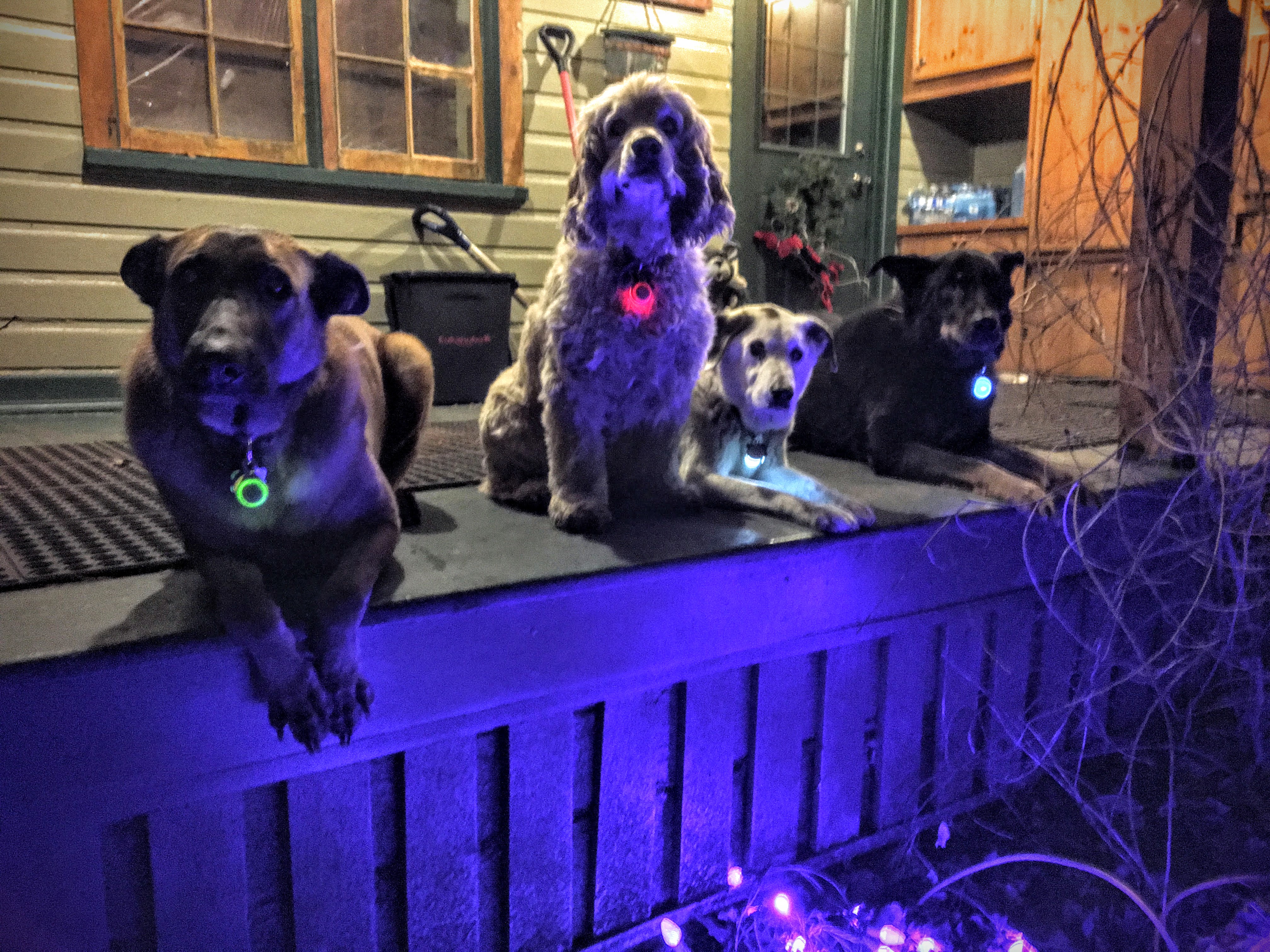 Bambi, Buddy, Pills und Charlie