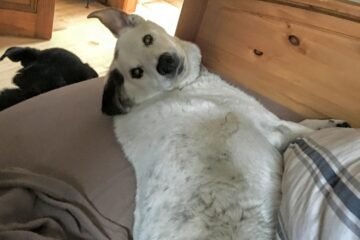 Pillsbury