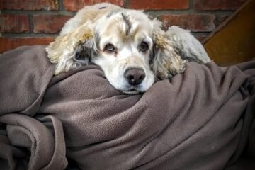 Buddy