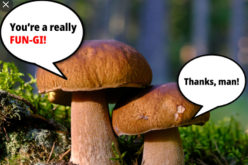 Mushrooms Communicate
