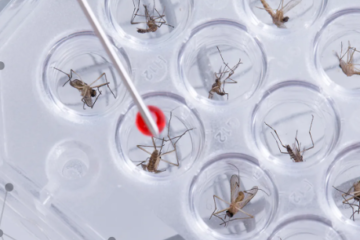 Genetically Engineered Mosquitoes