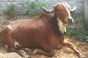 Indian Cows (and Buffaloes) Are Going Online