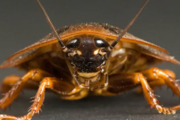 Cockroach