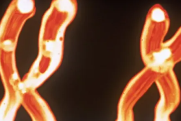 Y chromasome