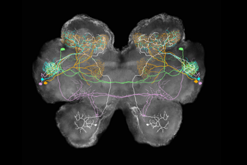 Locust's Brain