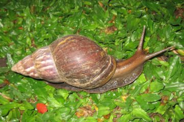 snail