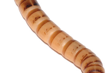 Superworms
