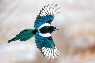 magpie