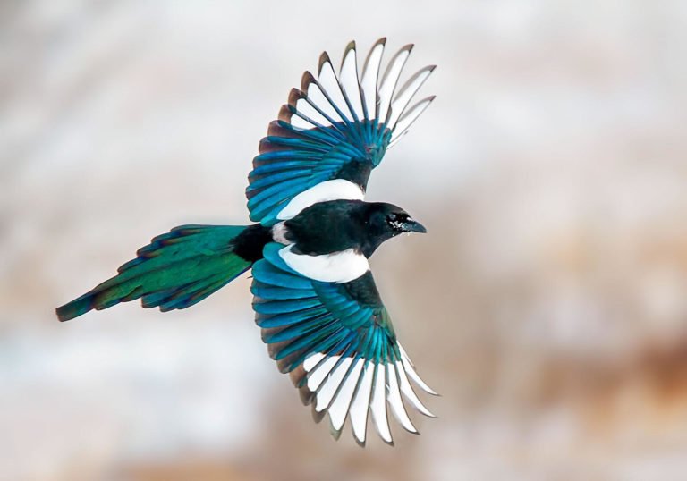 magpie